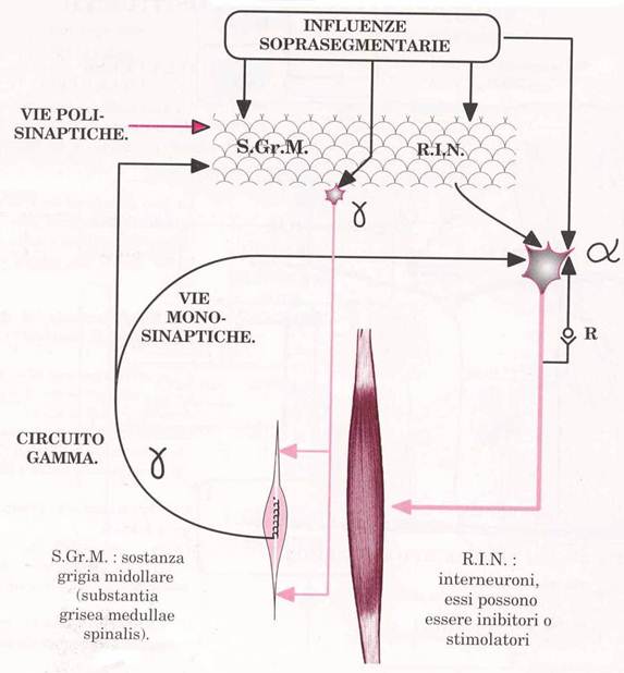 schema neurofisiologico cicatrice patologica